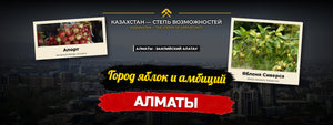 Алматы — город яблок и больших амбиций: родина яблока, легендарный апорт и экономическое сердце Казахстана